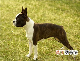 波士顿梗犬简介_波士顿梗犬价格_波士顿梗犬的寿命_波士顿梗犬的特征特点