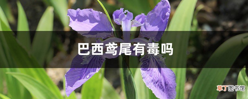 巴西鸢尾有毒吗