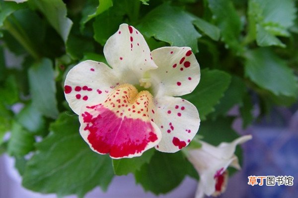 龙面花的养殖方法