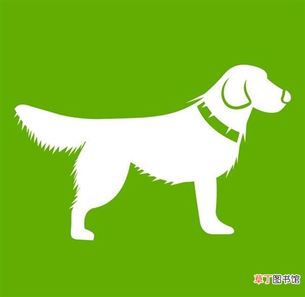 金毛犬托运途中死亡！涉事公司至今未道歉