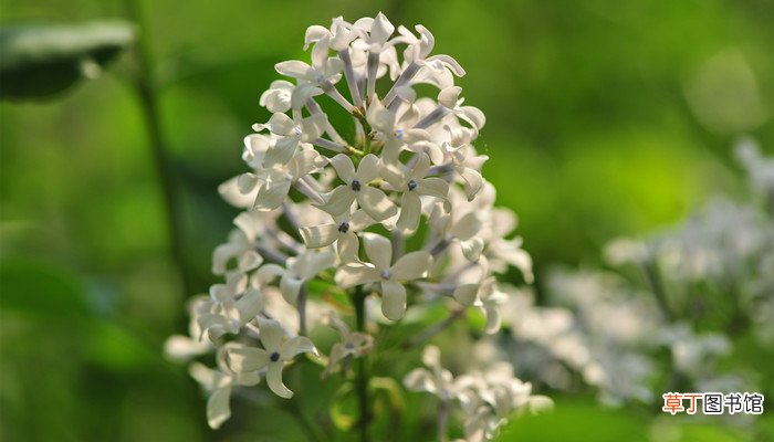 丁香花的香味有毒吗