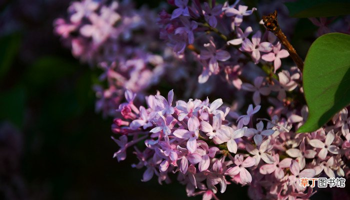 丁香花的香味有毒吗