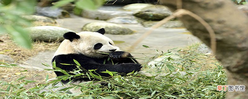 熊猫的习性