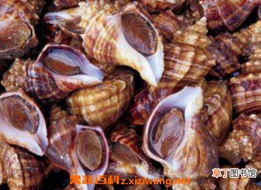 海螺怎么洗最快最干净 快速洗干净海螺的方法技巧