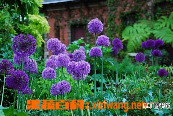 大花葱的功效与作用