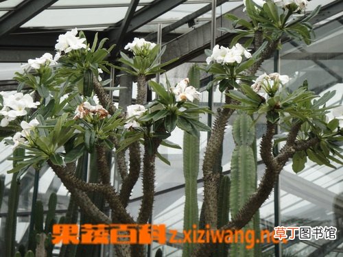 非洲霸王树的功效与作用