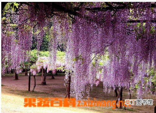 紫藤花营养价值和食用方法