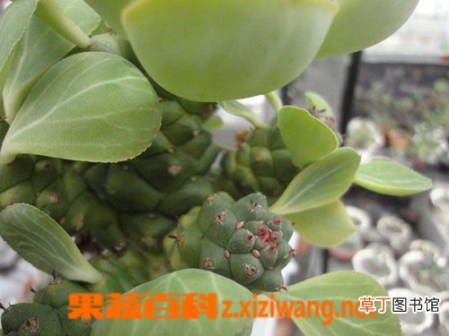 大棘阁锦的功效与作用