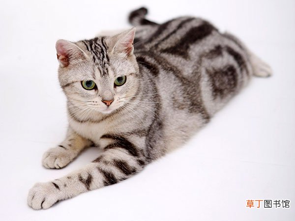 美国短毛猫简介，美国短毛猫价格，美国短毛猫的寿命，美国短毛猫的特征特点