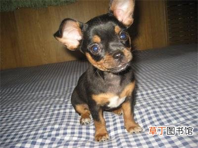 迷你杜宾犬简介，迷你杜宾犬价格，迷你杜宾犬的寿命，迷你杜宾犬的特征特点