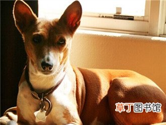 贝生吉犬简介_贝生吉犬价格_贝生吉犬的寿命_贝生吉犬的特征特点