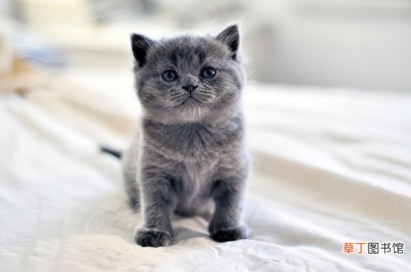 俄罗斯蓝猫简介，俄罗斯蓝猫价格，俄罗斯蓝猫的寿命，俄罗斯蓝猫的特征特点
