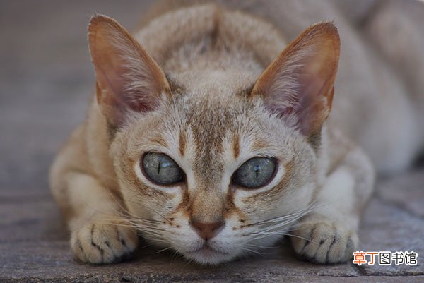 新加坡猫简介，新加坡猫价格，新加坡猫的寿命，新加坡猫的特征特点