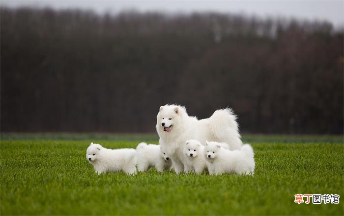 萨摩耶犬简介_萨摩耶犬价格_萨摩耶犬的寿命_萨摩耶犬的特征特点