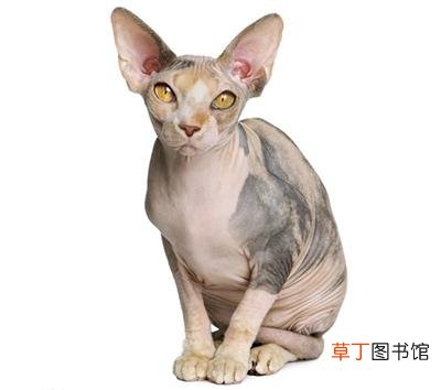 加拿大无毛猫简介，加拿大无毛猫价格，加拿大无毛猫的寿命，加拿大无毛猫的特征特点