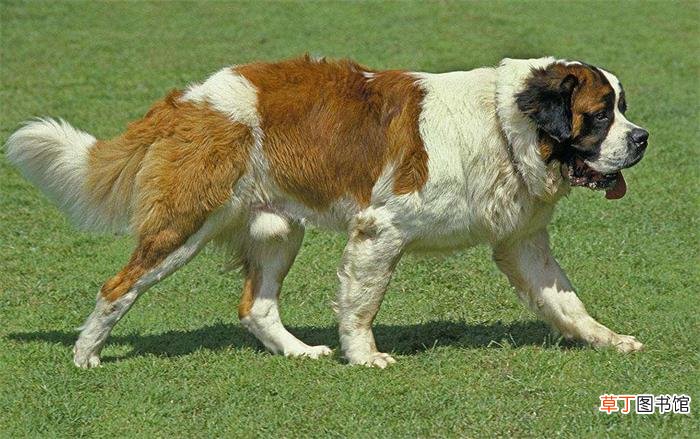 圣伯纳犬简介_圣伯纳犬价格_圣伯纳犬的寿命_圣伯纳犬的特征特点