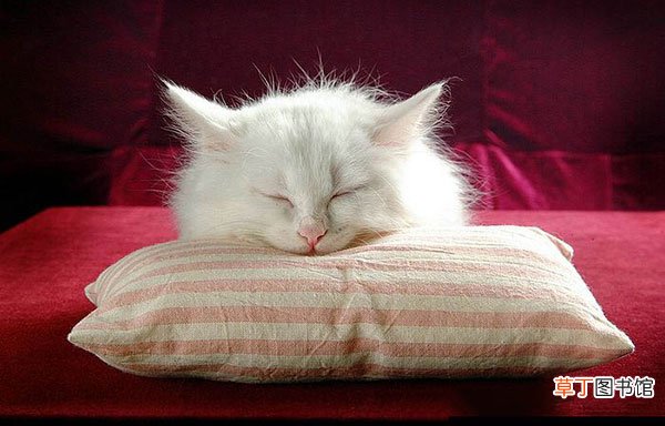 波斯猫简介，波斯猫价格，波斯猫的寿命，波斯猫的特征特点
