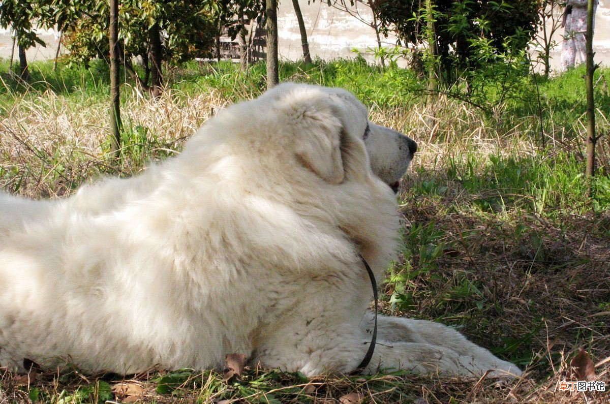 大白熊犬简介_大白熊犬价格_大白熊犬的寿命_大白熊犬的特征特点