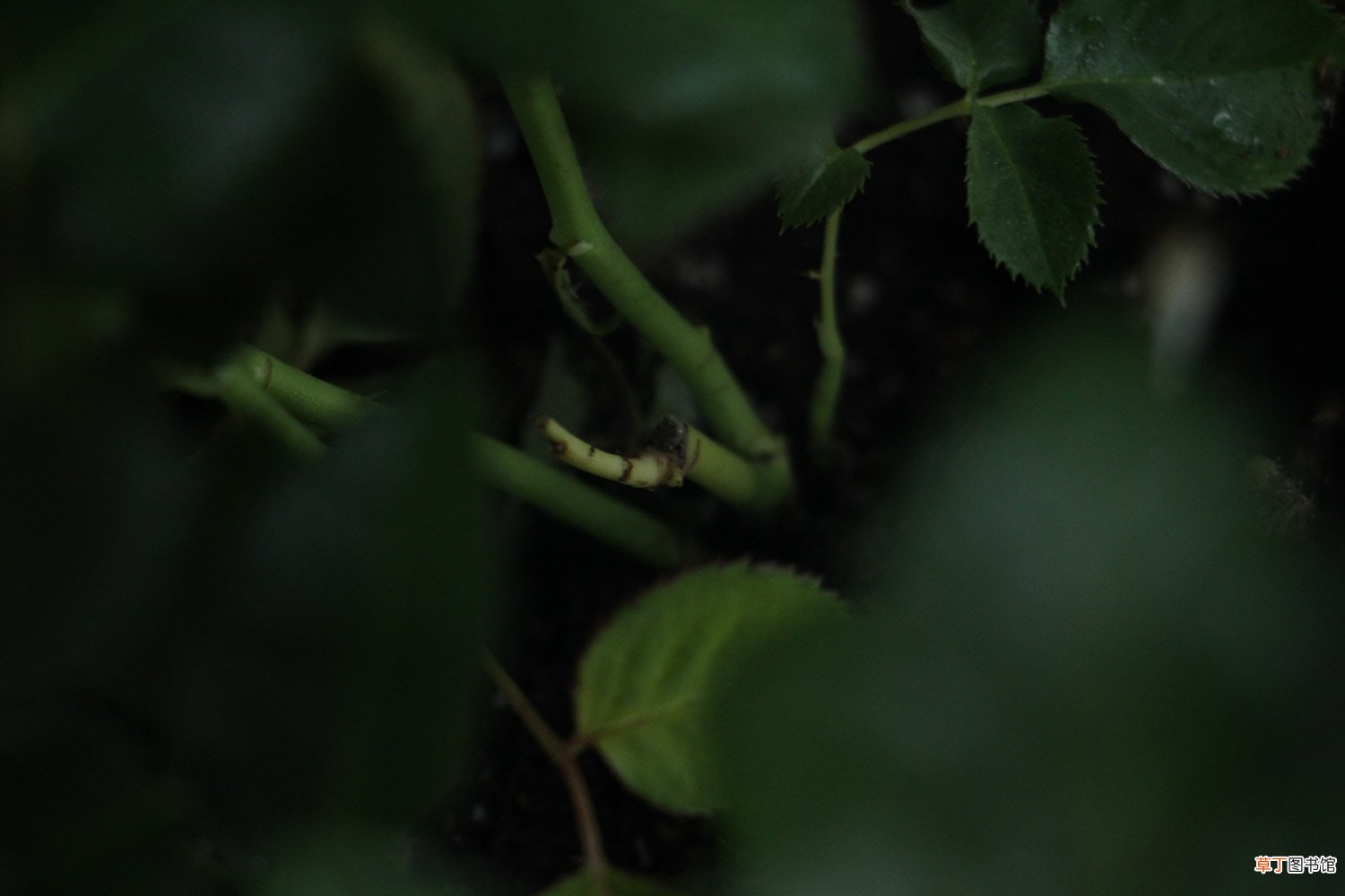 花期最长的10种月季,种一棵赏大半年