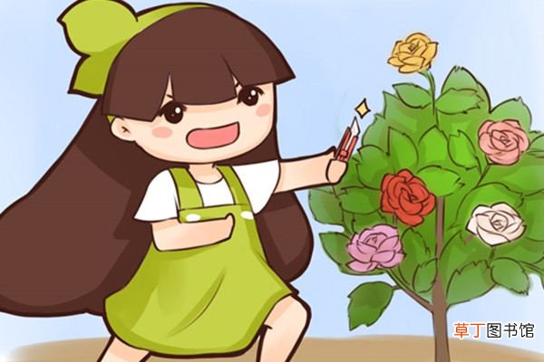 花期最长的10种月季,种一棵赏大半年