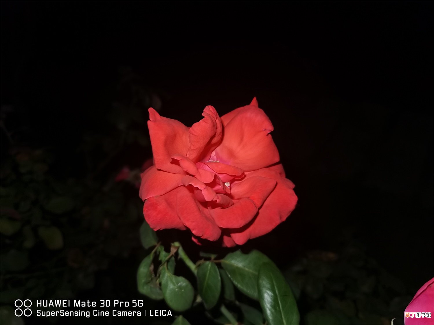 花期最长的10种月季,种一棵赏大半年