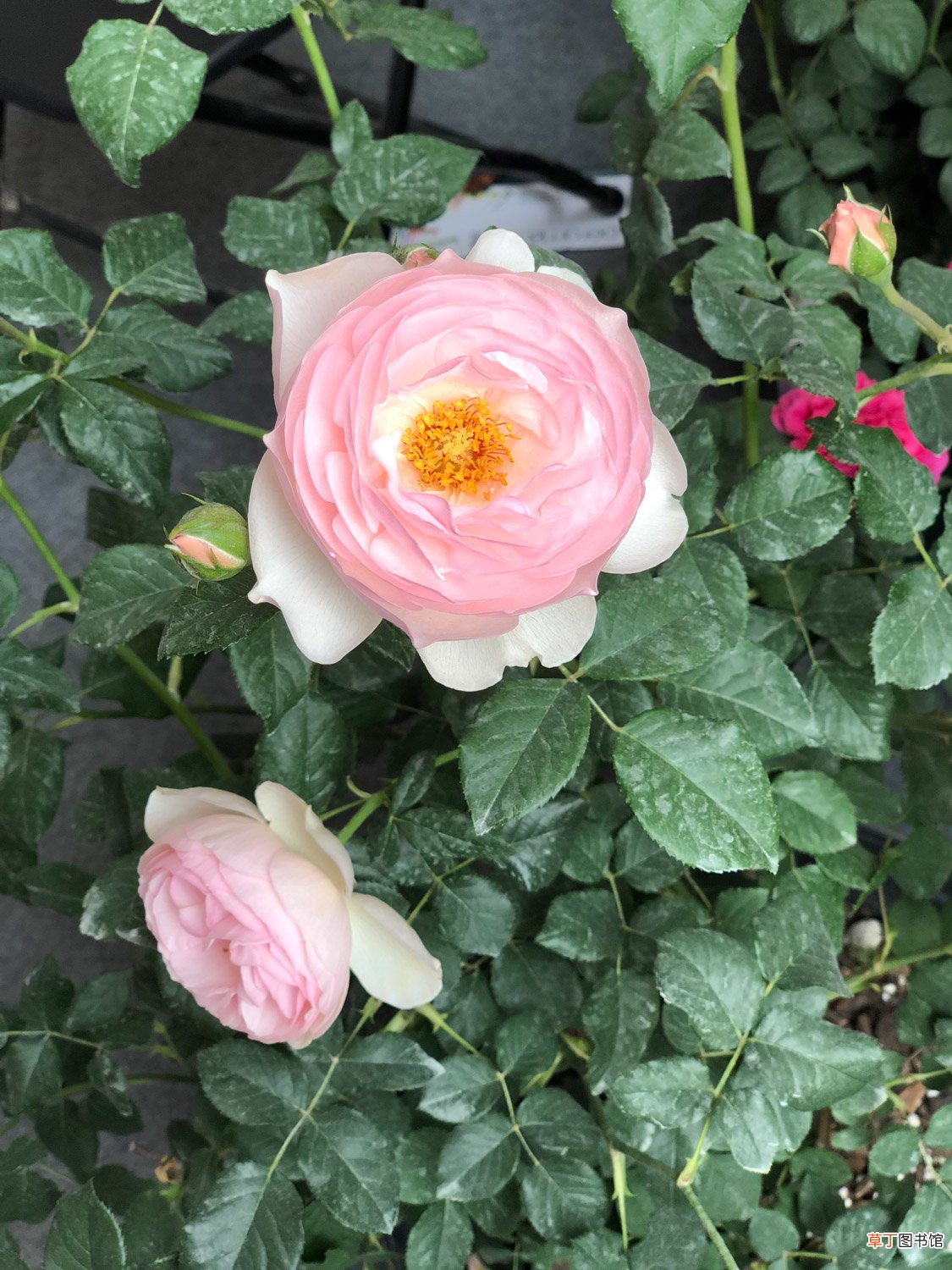 花期最长的10种月季,种一棵赏大半年