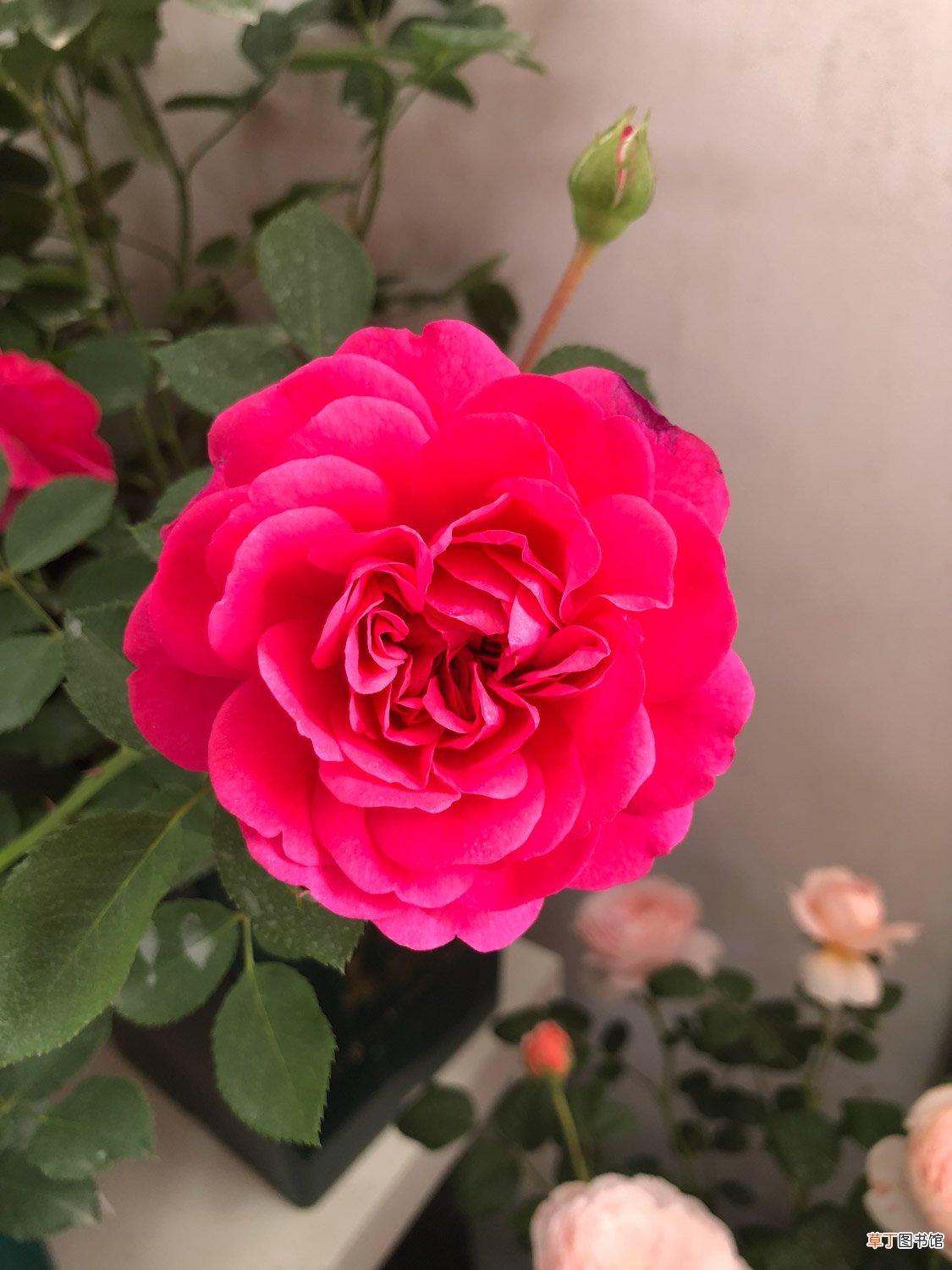 花期最长的10种月季,种一棵赏大半年