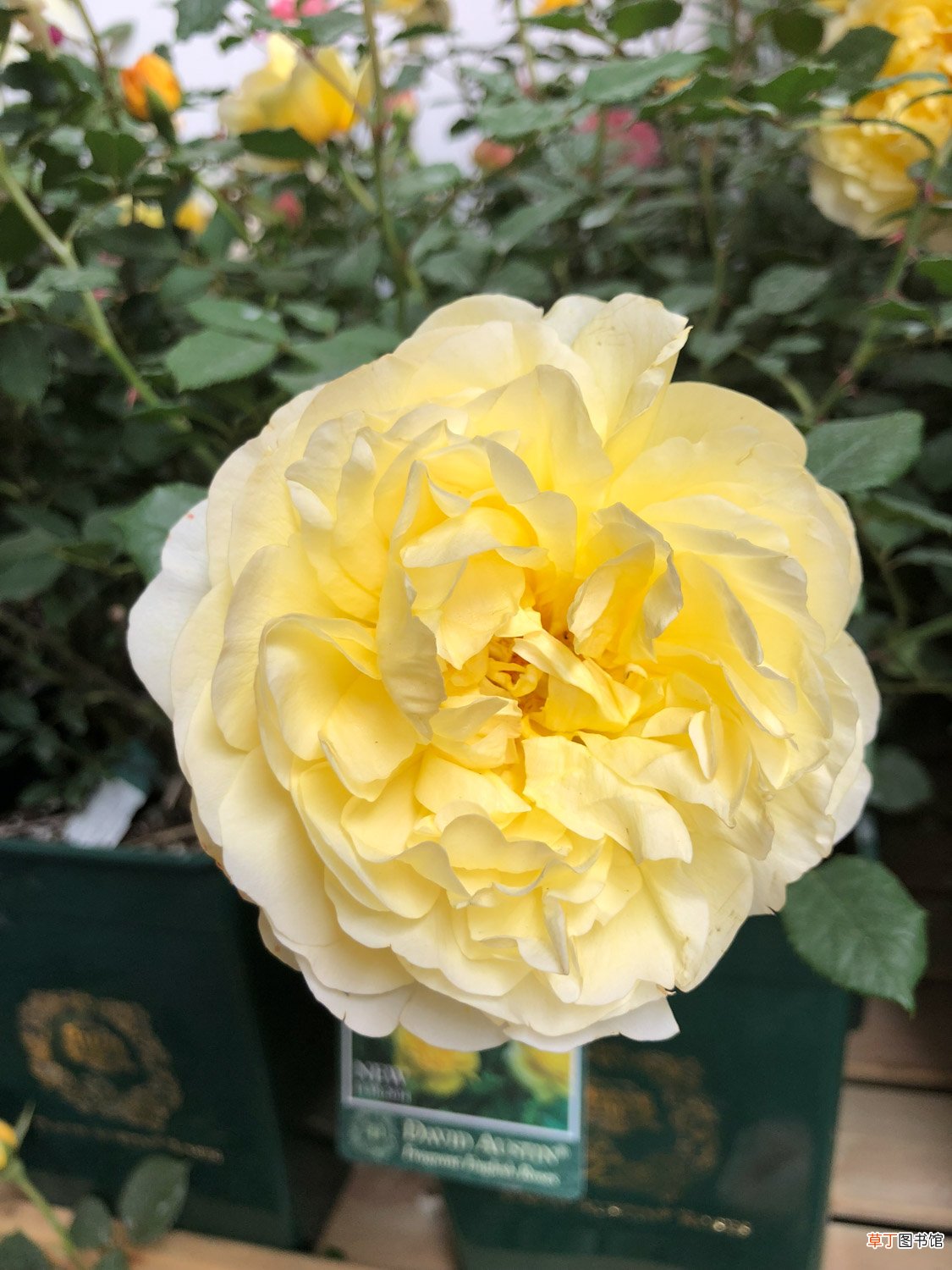 花期最长的10种月季,种一棵赏大半年
