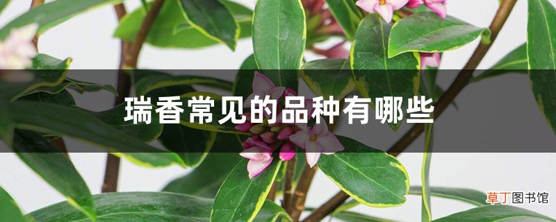 瑞香常见的品种有哪些