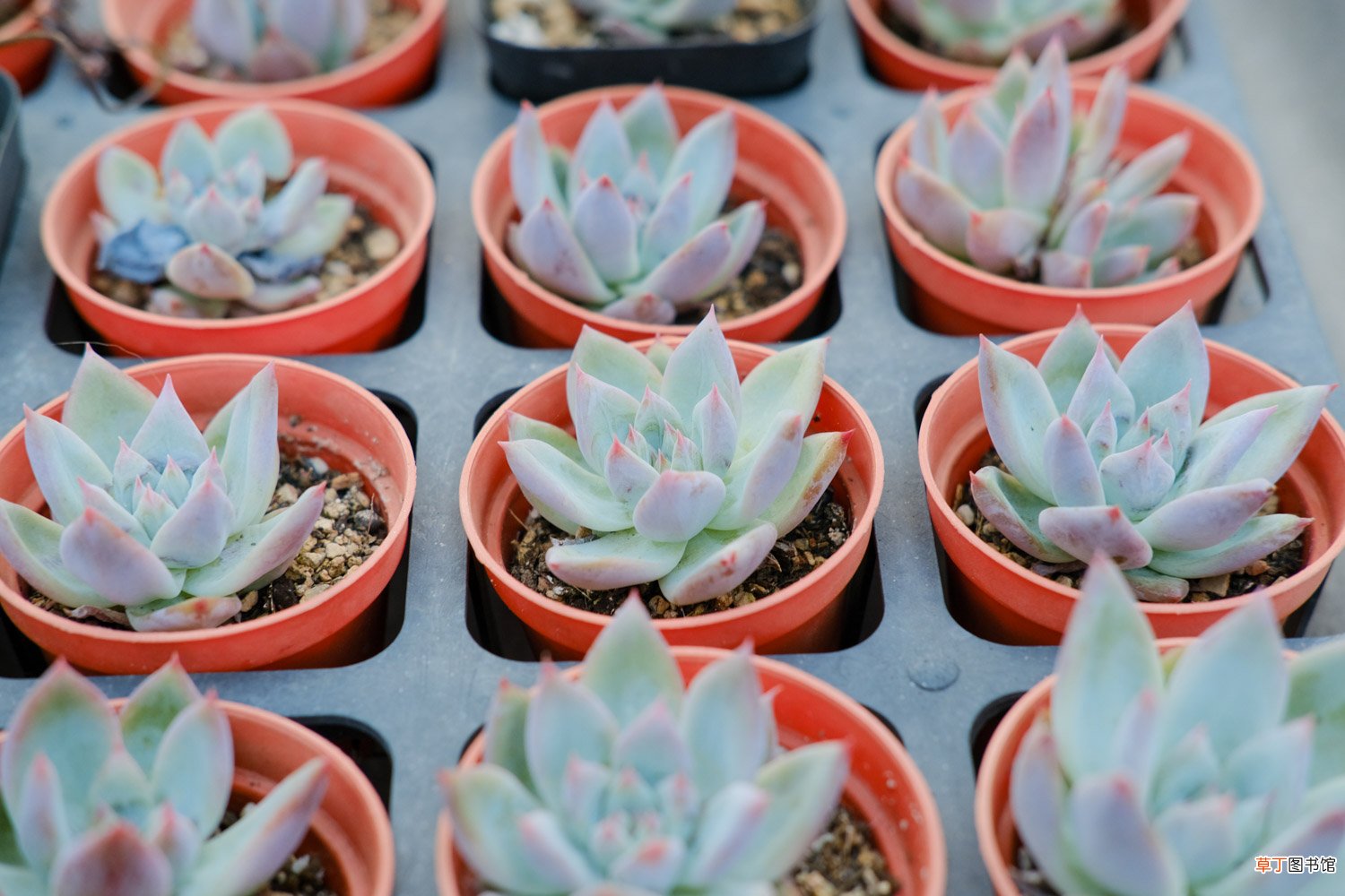 世界上最好看的多肉,我都给你找齐了
