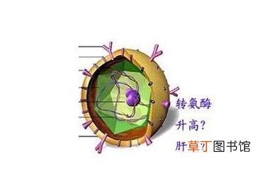 谷丙转氨酶50算高吗-谷丙转氨酶的正常范围是多少