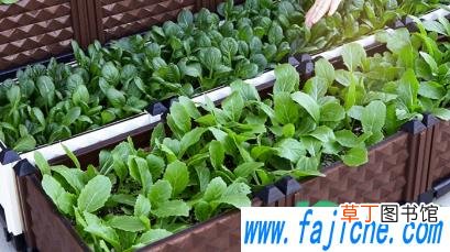 种菜盆用什么材质安全 用塑料花盆种菜安全吗