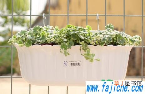 种菜盆用什么材质安全 用塑料花盆种菜安全吗