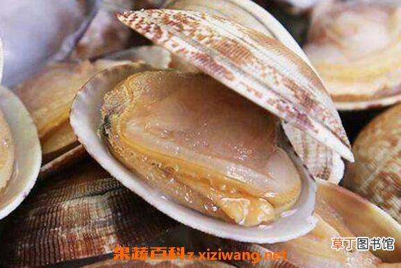 文蛤如何清洗才没沙子 文蛤如何清洗最快