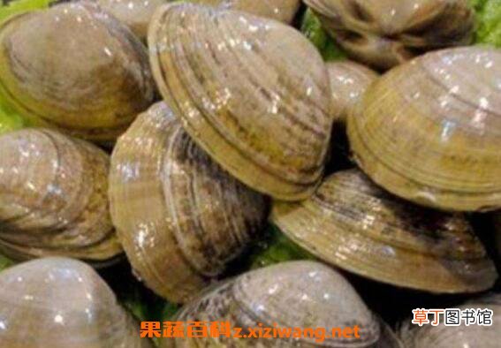 文蛤如何清洗才没沙子 文蛤如何清洗最快