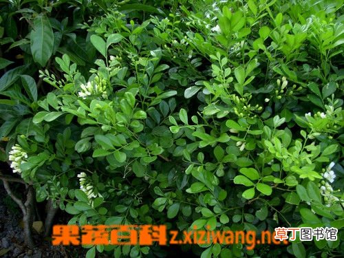 九里香的功效与作用