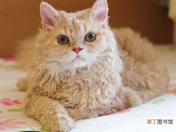 塞尔凯克卷毛猫简介_塞尔凯克卷毛猫价格