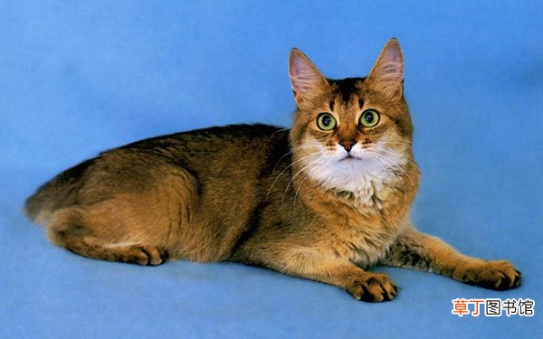 索马里猫简介_索马里猫价格_索马里猫的寿命_索马里猫的特征特点