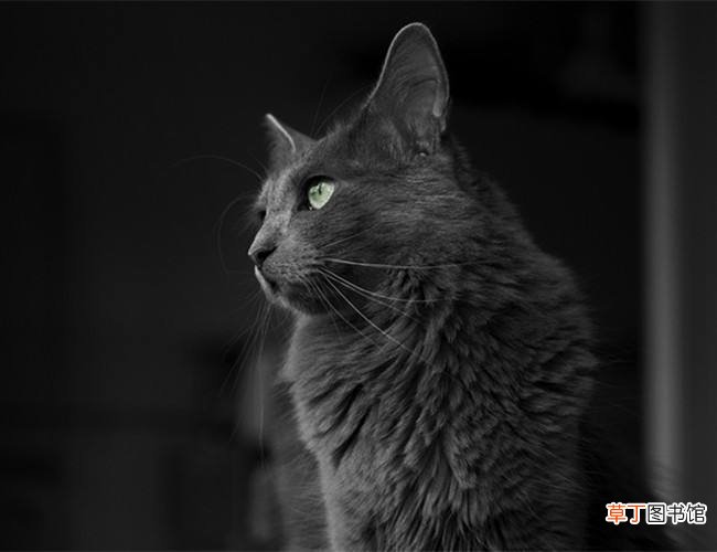 内华达猫简介_内华达猫价格_内华达猫的寿命_内华达猫的特征特点