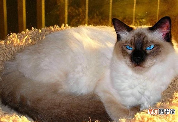 巴厘猫简介_巴厘猫价格_巴厘猫的寿命_巴厘猫的特征特点