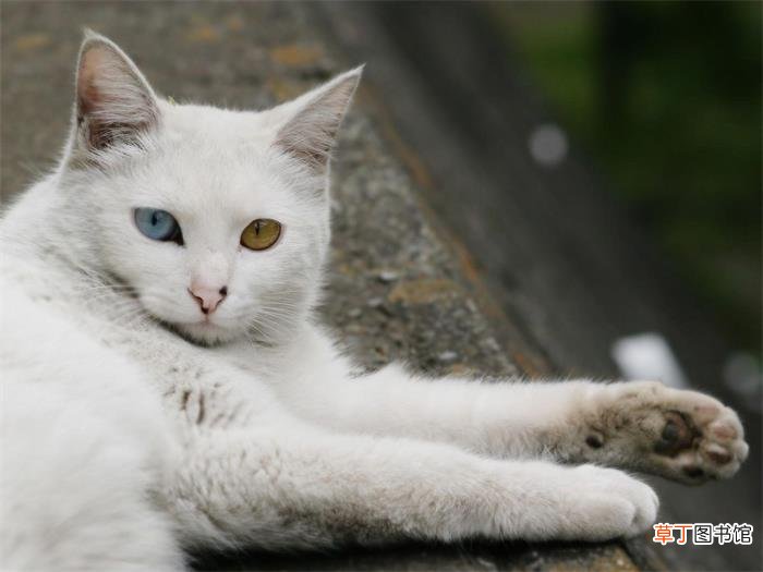 土耳其安哥拉猫简介_土耳其安哥拉猫价格