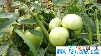 番茄幼果期裂果是怎么挽救 番茄裂果是什么病