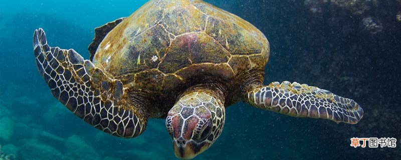 海龟的特点和生活特征