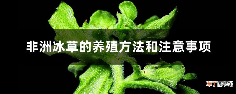 非洲冰草的养殖方法和注意事项