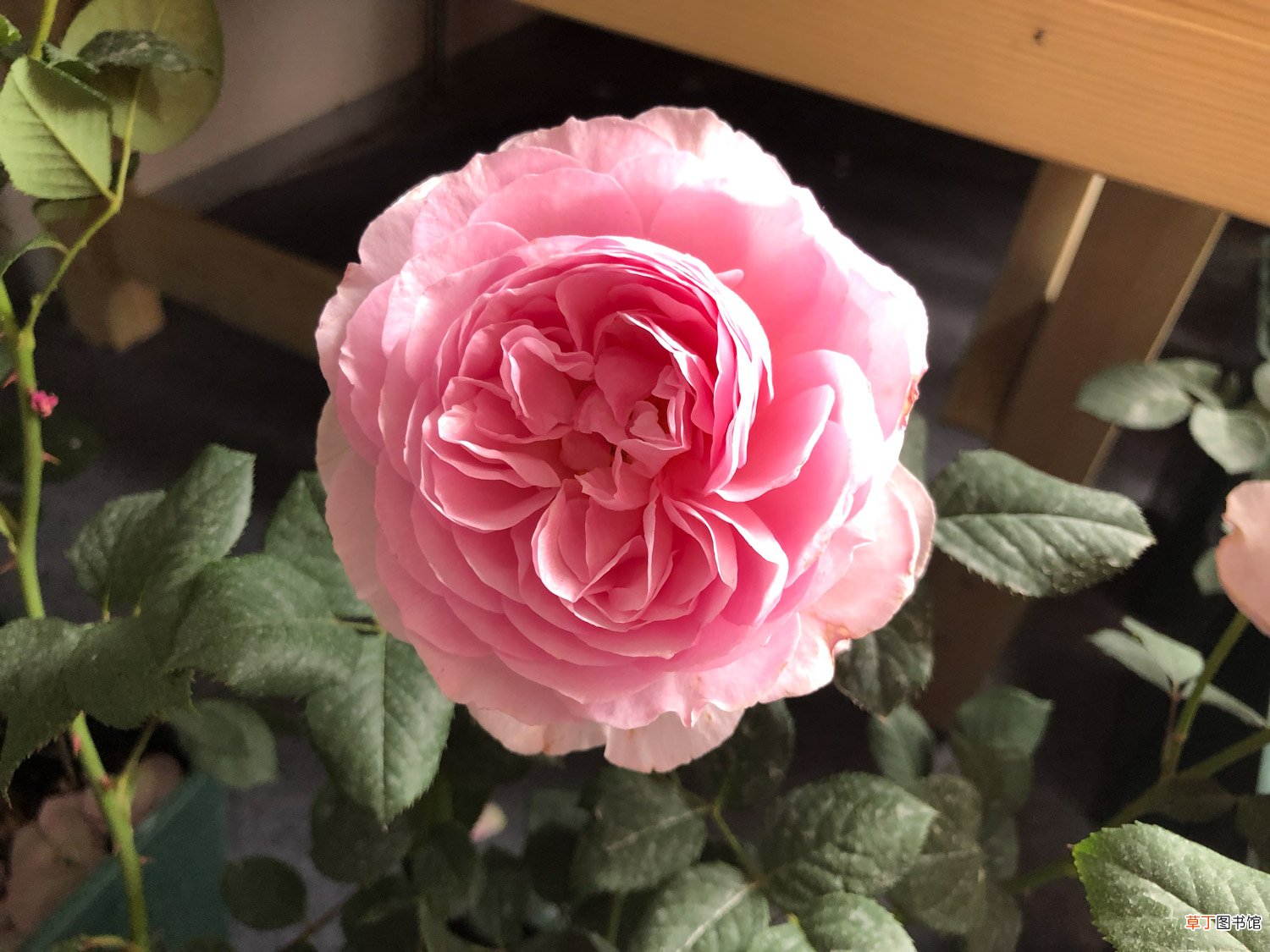 勤花抗病好度夏,这10款月季,不种后悔一辈子