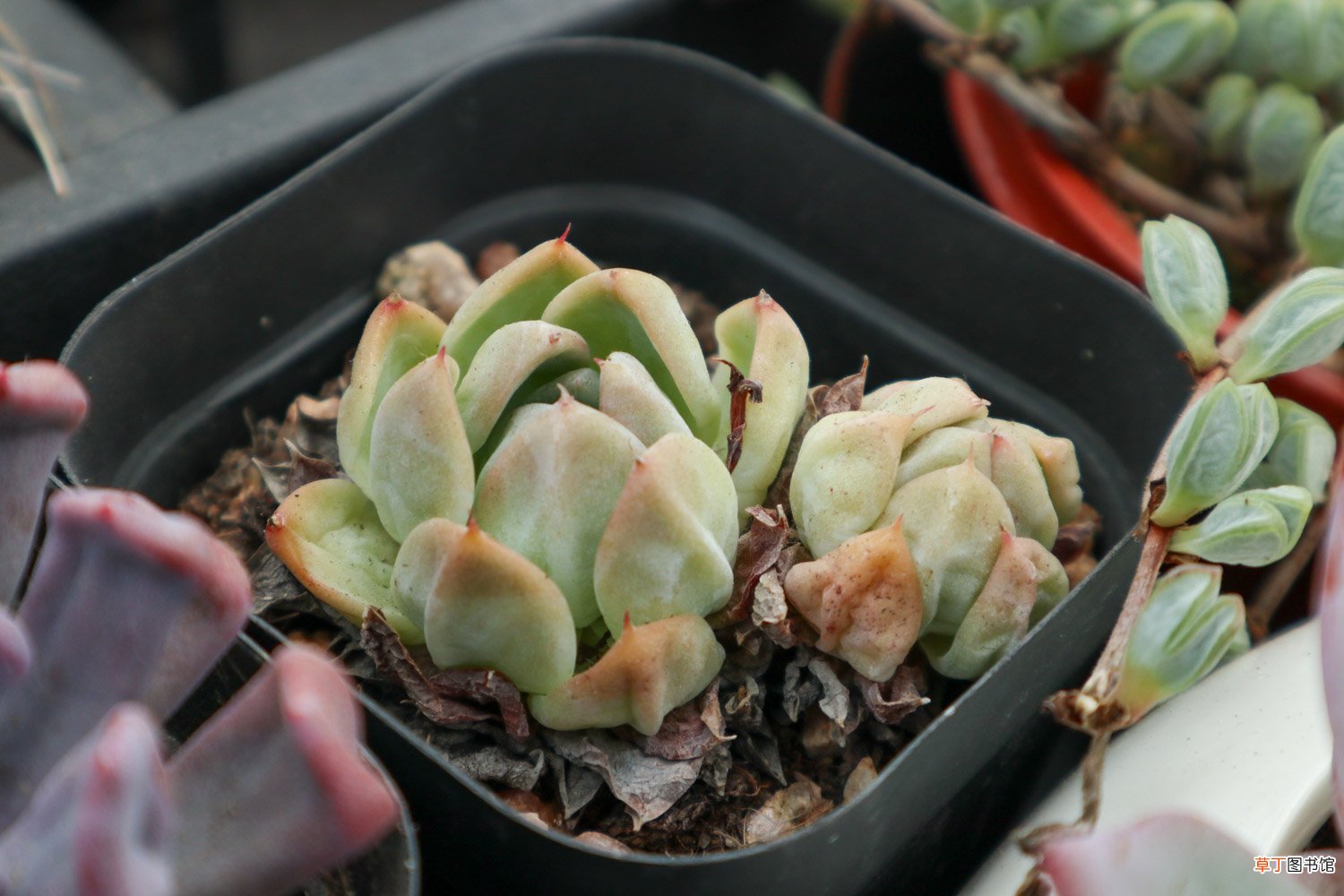 这五种多肉植物繁殖快,容易养