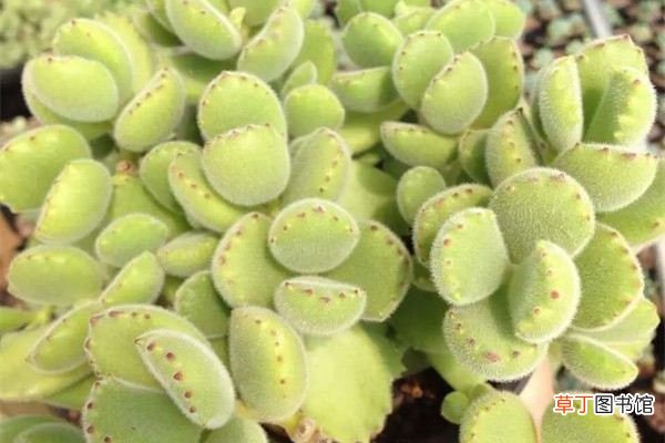 这五种多肉植物繁殖快,容易养