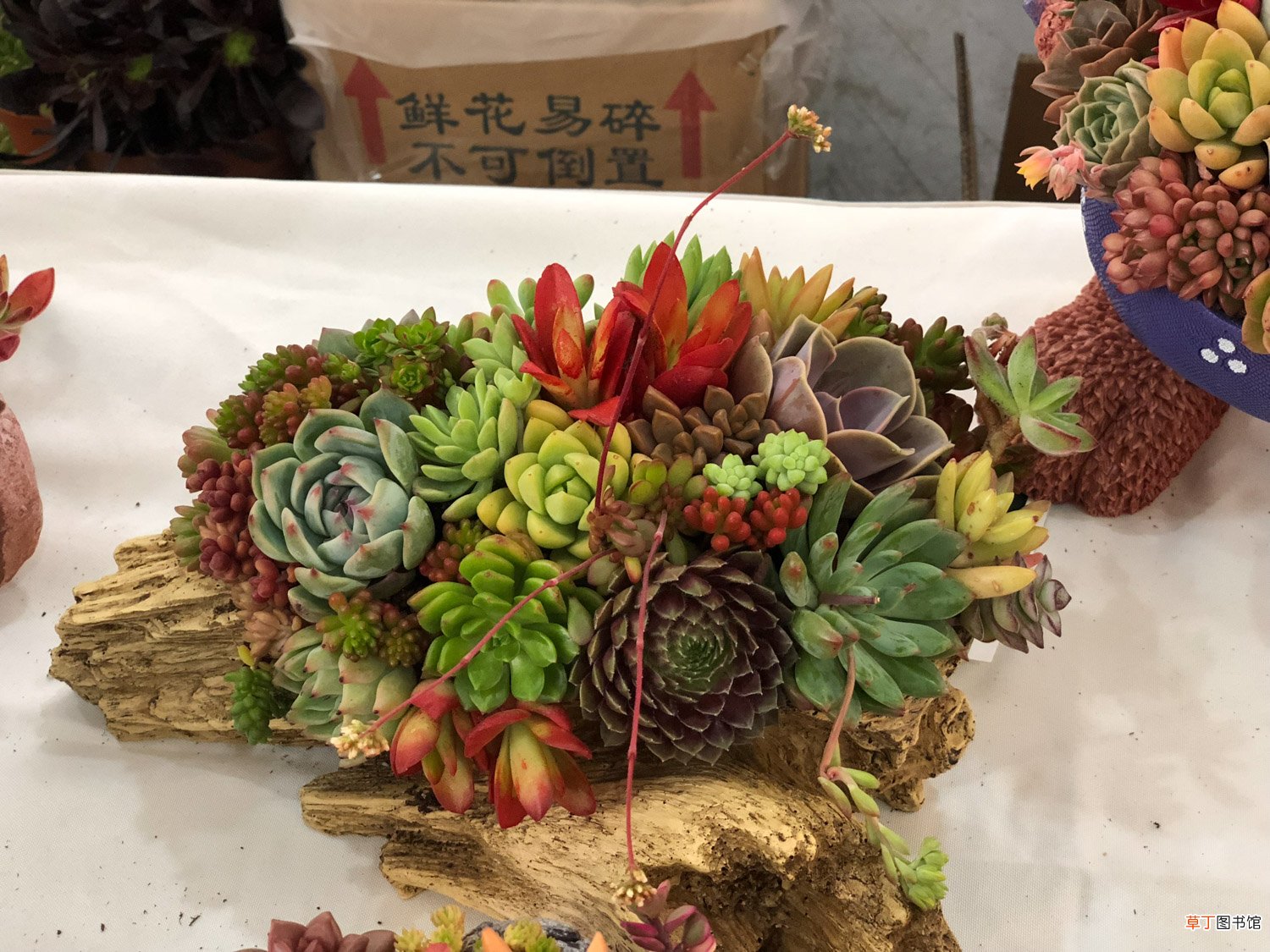 最好养的多肉,给你找齐了,再养死就不关我事了
