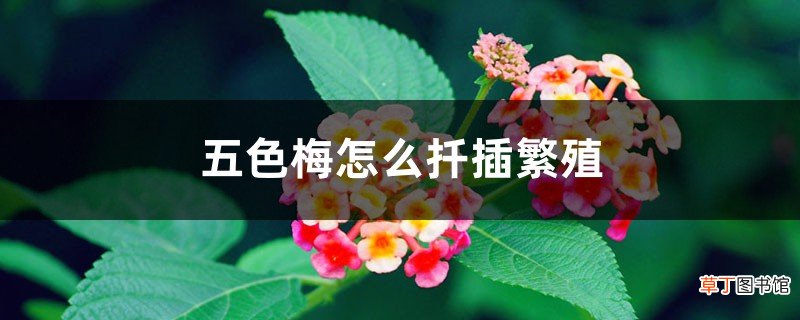 五色梅怎么扦插繁殖