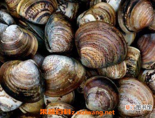 文蛤如何清洗最干净 文蛤的清洗方法
